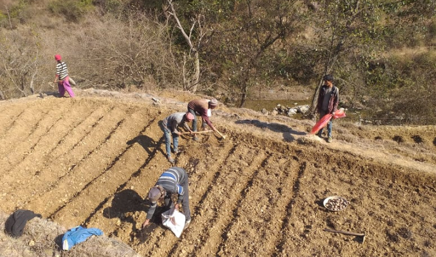 डडेल्धुरामा आलु थन्कियो, कमिसनको चक्करमा भारतीय आलु खरिदबिक्री